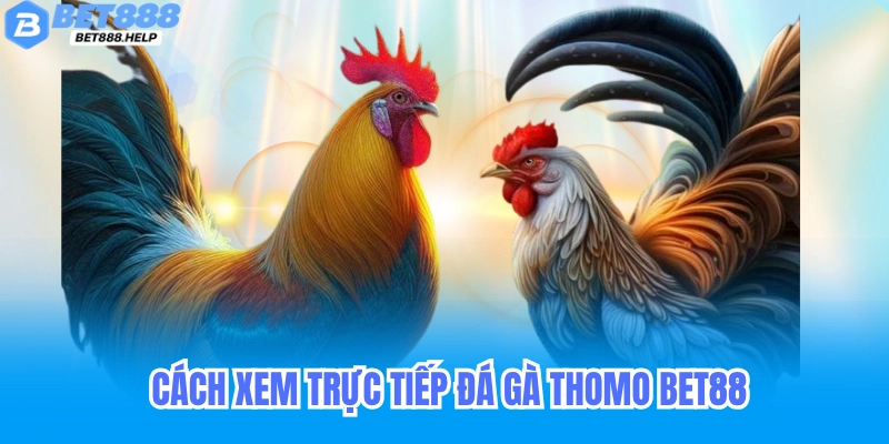 Cách xem trực tiếp đá gà Thomo trên Bet88