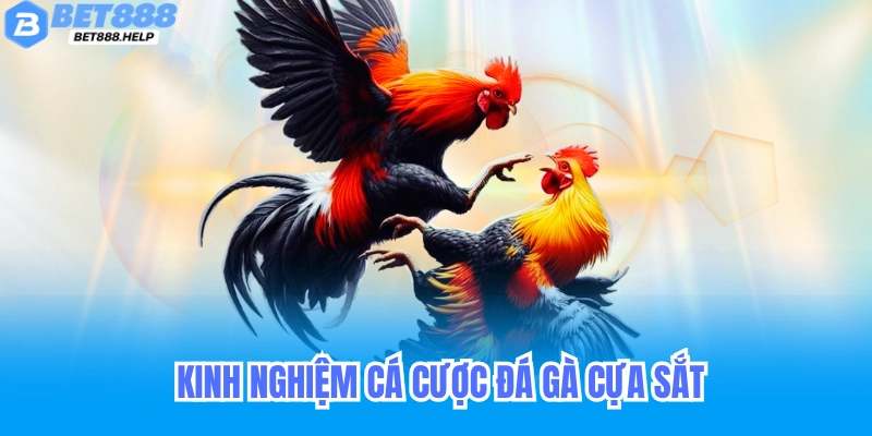 Kinh nghiệm cá cược đá gà cựa sắt hiệu quả