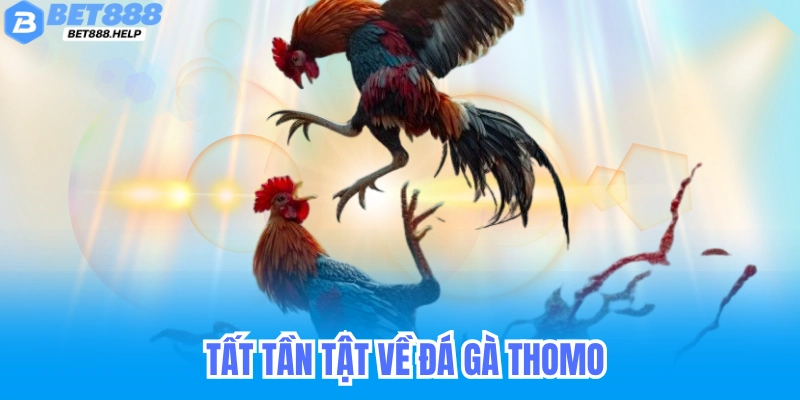 Tất Tần Tật Về Đá Gà Thomo Tại Bet88